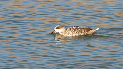 Marbled duck, marbled teal, Marmaronetta angustirostris, Spain Vídeos de archivo 234346188
