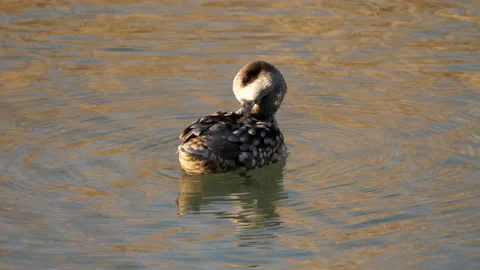 Marbled duck, marbled teal, Marmaronetta angustirostris, Spain 動画素材 234346299