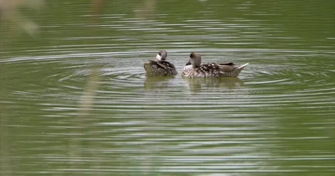 Marbled ducks couple 1 Stock Footage 281086100