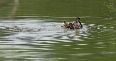Marbled ducks couple 2 Stock Footage 281086020