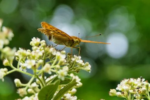 Marbled Fritillary Butterfly. Stock Photos