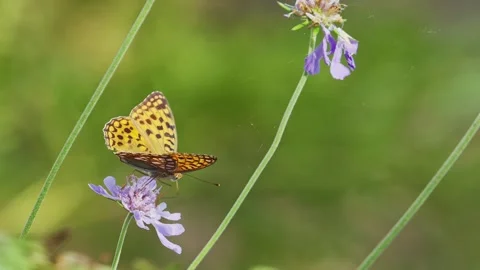 Marbled Fritillary feeding on nectar Stock Footage 323889514
