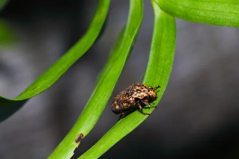 Marbled Fruit Chafer Beetle On Leaf (Porphyronota maculatissima) Stock Photos
