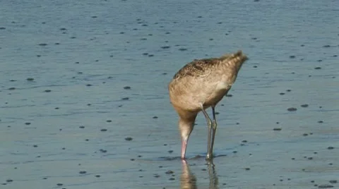 Marbled Godwit 3 Stock Footage 8511849