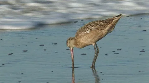 Marbled Godwit 4 Stock Footage 8511842