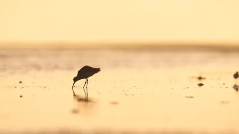 Marbled Godwit finding and eating a worm Video stock 165556230