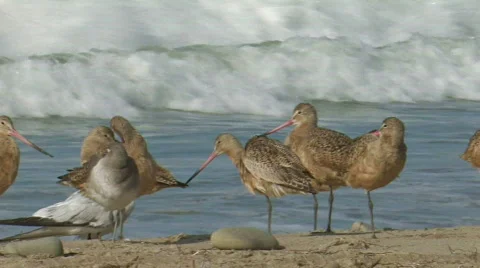 Marbled Godwit Stock Footage 282684
