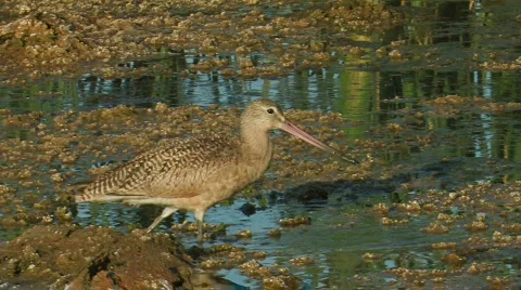 Marbled Godwit Stock Footage 283704