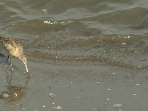 Marbled godwit  Video stock 585165