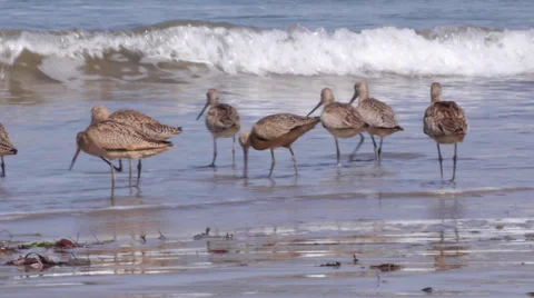 Marbled Godwit Stock Footage 35194645