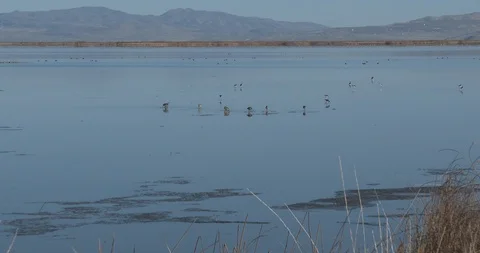 Marbled Godwit Stock Footage 106121984