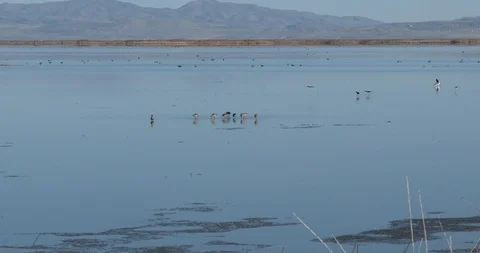 Marbled Godwit Stock Footage 106124134