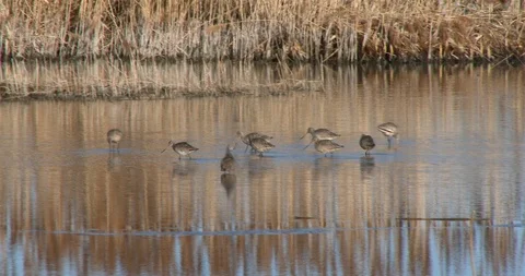 Marbled Godwit Stock Footage 106126145