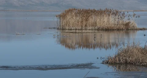 Marbled Godwit Stock Footage 106127673
