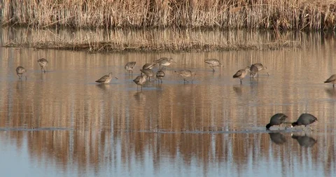 Marbled Godwit Stock Footage 106131160