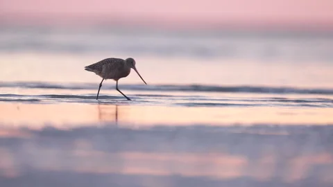 Marbled Godwit Video stock 165255737