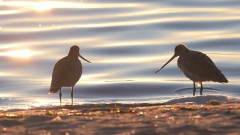 Marbled godwit foraging at the beach Stock-Footage 330319098