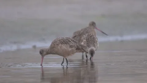 Marbled godwit foraging at the beach Stock-Footage 330319174