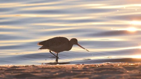 Marbled godwit foraging at the beach at sunrise Stock-Footage 330319133