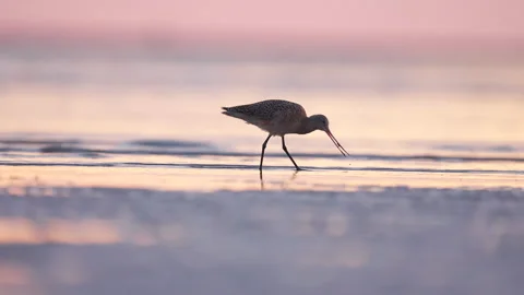 Marbled Godwit foraging Stock Footage 165375723