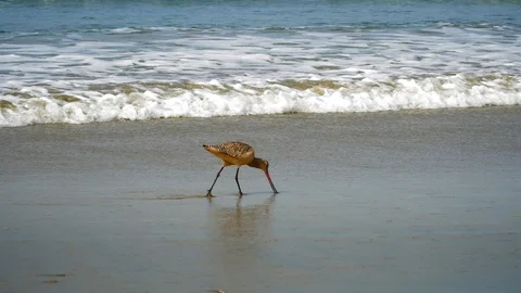 Marbled Godwit (Limosa fedoa) walking through shallow water feeding. Video stock 86182272