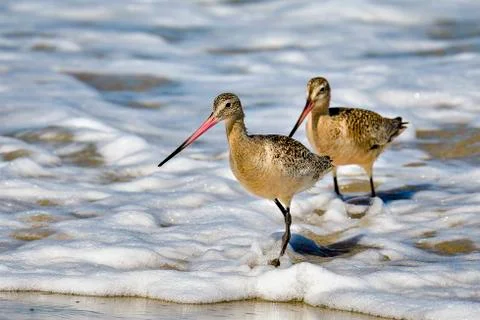 Marbled godwit Stock-Fotos
