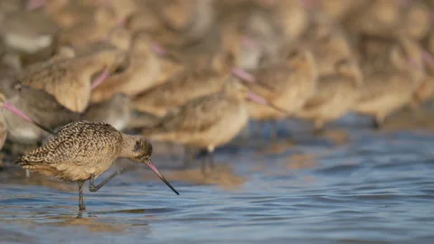 Marbled Godwit Scratching its Head in Front of Flock Stock Footage 265108044