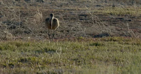 Marbled Godwit seaching for insects in mud of lakeshore, slomo 4k Stock Footage 244336978