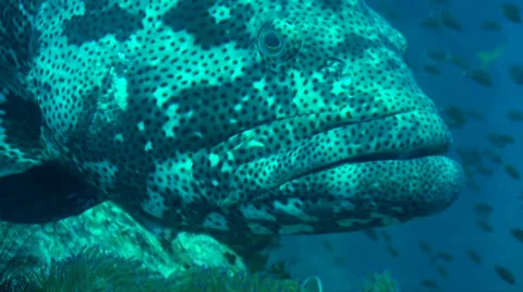 Marbled grouper face 動画素材 33071571