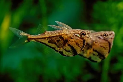 Marbled hatchetfish Stock-Fotos