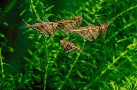 Marbled hatchetfish Stock Photos