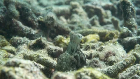 Marbled octopus slowly moving out of its hiding hole Stock Footage 256648370