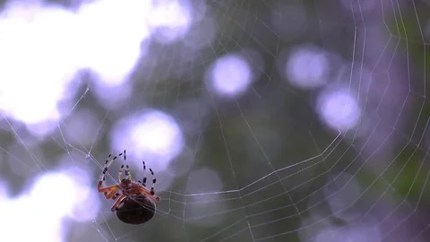 Marbled Orb Weaver #2 Stock Footage 81258923
