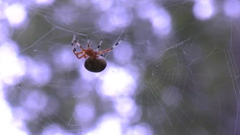 Marbled Orb Weaver Stock Footage 81258936