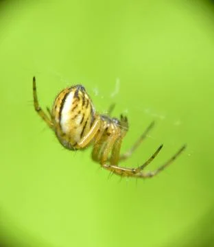 Marbled orb-weaver spider (Araneus marmoreus) macro shot on web with vibrant gre 스톡 사진