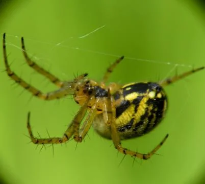 Marbled orb-weaver spider (Araneus marmoreus) macro shot on web with vibrant gre 스톡 사진