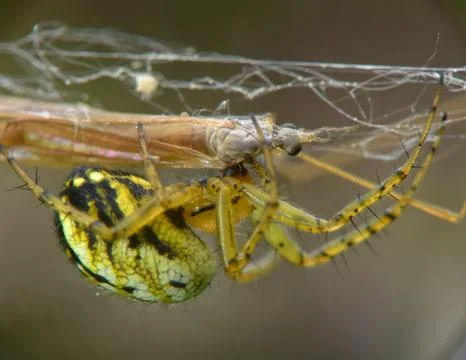 Marbled orb-weaver spider (Araneus marmoreus) macro shot on web with vibrant gre 스톡 사진