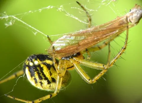 Marbled orb-weaver spider (Araneus marmoreus) macro shot on web with vibrant gre 스톡 사진