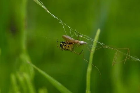 Marbled orb-weaver spider (Araneus marmoreus) macro shot on web with vibrant gre 스톡 사진