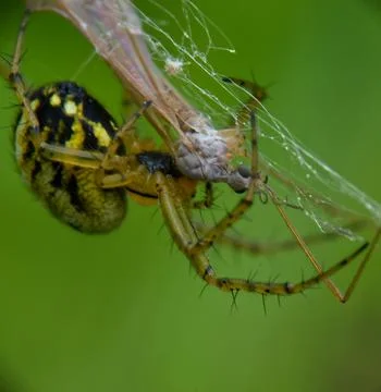Marbled orb-weaver spider (Araneus marmoreus) macro shot on web with vibrant gre 스톡 사진