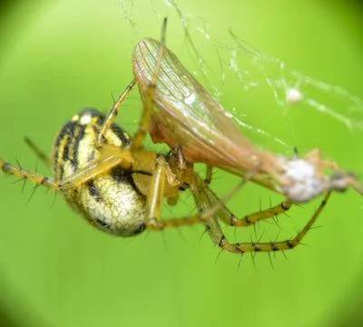 Marbled orb-weaver spider (Araneus marmoreus) macro shot on web with vibrant gre 스톡 사진