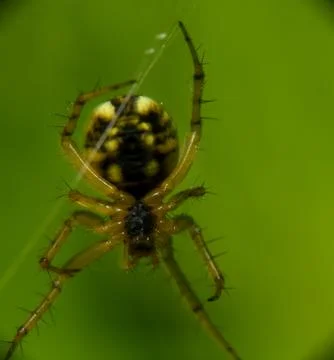 Marbled orb-weaver spider (Araneus marmoreus) macro shot on web with vibrant gre 스톡 사진