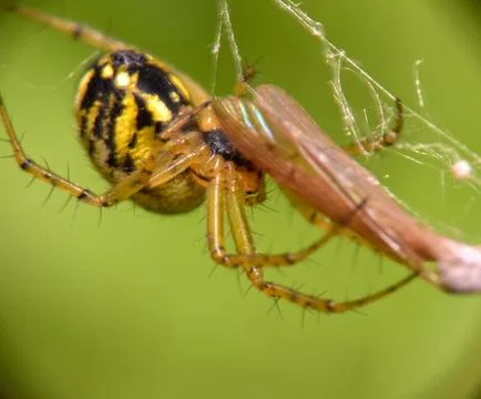 Marbled orb-weaver spider (Araneus marmoreus) macro shot on web with vibrant gre 스톡 사진