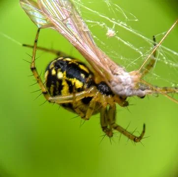 Marbled orb-weaver spider (Araneus marmoreus) macro shot on web with vibrant gre 스톡 사진