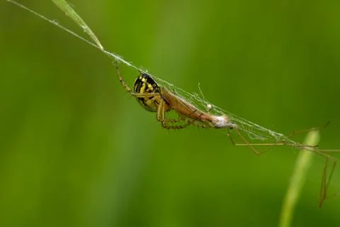 Marbled orb-weaver spider (Araneus marmoreus) macro shot on web with vibrant gre 스톡 사진