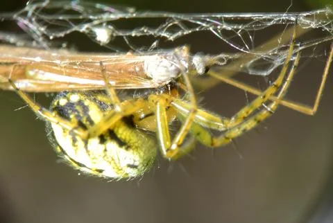 Marbled orb-weaver spider (Araneus marmoreus) macro shot on web with vibrant gre 스톡 사진