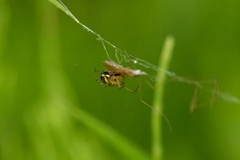 Marbled orb-weaver spider (Araneus marmoreus) macro shot on web with vibrant gre 스톡 사진