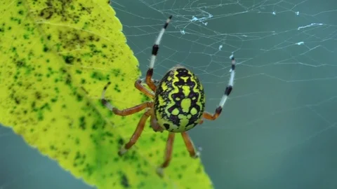 Marbled orb weaver spider on leaf in web Stock Footage 103185322