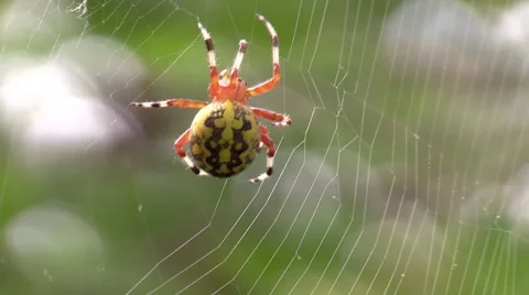 Marbled orb weaver spider spinning web nature animal wildlife Stock Footage 55377411