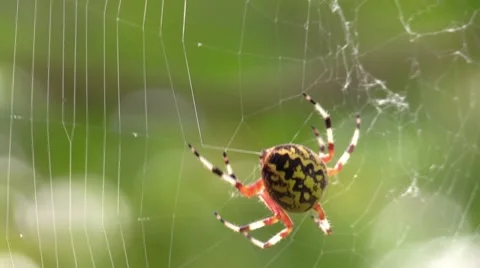 Marbled orb weaver spider spinning web wildlife nature animal Stock Footage 55377961
